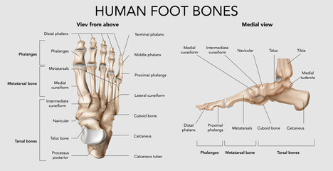 Wall Mural - Human Foot Bones Composition