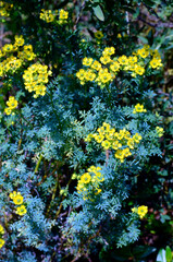 Poster - Ruta graveolens, native plant of southern Europe cultivated for its beauty. Iturraran Botanical Garden, Gipuzkoa, Basque Country