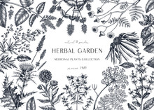 Hand Drawn Herbal Plants Banner. Decorative Background With Vintage Medicinal Plants, Flowers, Herbs For Perfumery. 