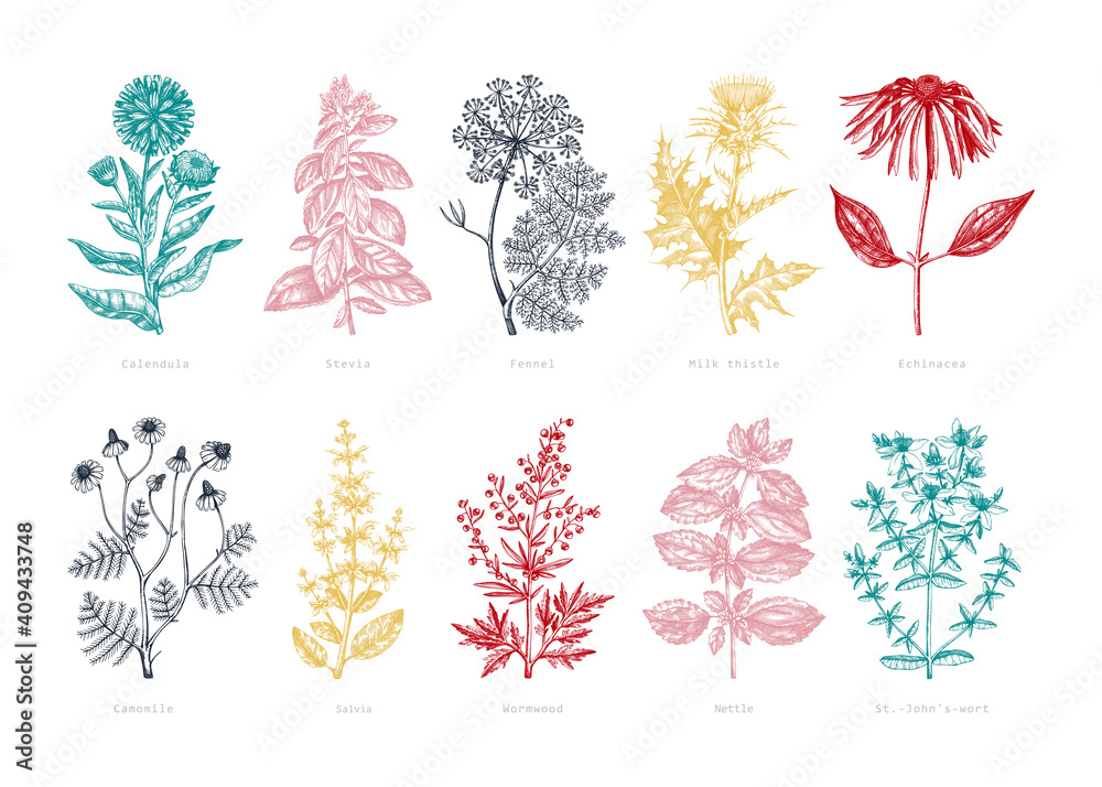 Medicinal herbs collection. Vector set of hand-drawn summer herbs, wildflowers, weeds, and meadows. Vintage aromatic plant illustrations.  - obrazy, fototapety, plakaty 