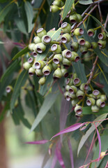 Wall Mural - Gum nuts of the Australian native Leichhardts Rusty Jacket, Corymbia leichhardtii, family Myrtaceae. Yellow bloodwood endemic to northern and central Queensland. Formerly referred to Eucalyptus