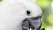 4K White Parrot Cockatoo Clicking Beak And Looking Into Camera. Close Up Cockatoo Parrot In Wild Nature	