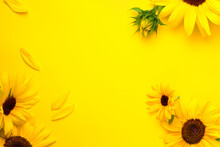 Sunflowers Composition On Bright Yellow Paper Background