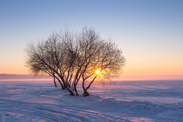 Wall Mural - Winter sunset. Snowy winter nature landscape with sun on horizon