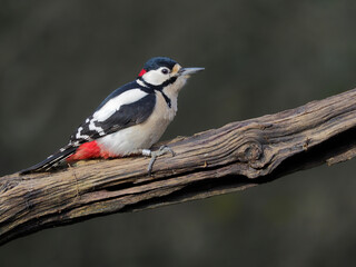 Canvas Print - Great-spotted woodpecker, Dendrocopos major