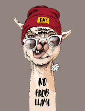 Funny Poster. Portrait Of Llama In A Hipster Cap, Sunglasses And With A Chamomile Flower. No Prob Llama - Lettering Quote. Humor Card, T-shirt Composition, Hand Drawn Style Print. Vector Illustration.