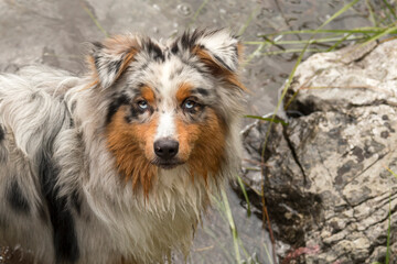 Australian shepherd dog runs on the shore of the Tovel lake in Trentino Alto Adige in Italy