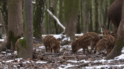 Wall Mural - closeup young wild boar sus scrofa calm piggy looking for nutriment in dark woods. wildlife tranquil