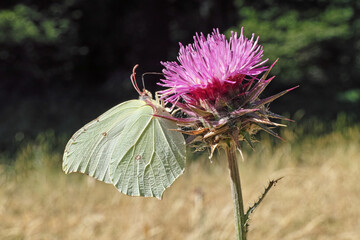 Wall Mural - common brimstone on a thistle flower