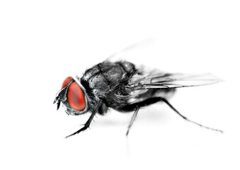 fly on white background