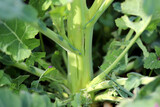 Symptoms boron deficiency in oilseed, 
a cracked stalk in rape