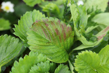 Symptoms Of Powdery Mildew Disease In Strawberry Plant, 