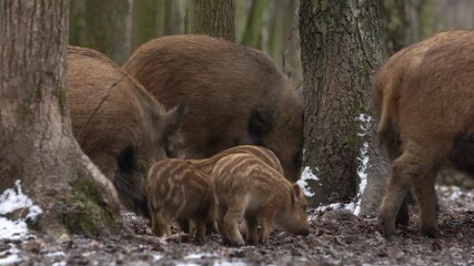 Wall Mural - closeup young wild boar sus scrofa calm piggy looking for nutriment in dark woods. wildlife tranquil