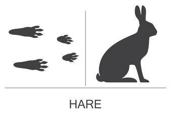 Hare silhouette and prints of the hind and fore paws. Vector illustration on a white background.