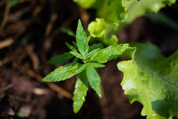 Canvas Print - Marijuana plants in herb concept.