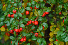Cotoneaster Dammeri Plant. Cotoneaster Radicans Eichholz Plant. Fresh Foliage And Berries. Garden, Park Or Wild Nature Plant. Beautiful Summer Nature.