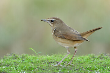 Wall Mural - Siberian rubythroat (Calliope calliope) charming brown bird perching stepping on soft green grass in morning with water drops in reflection