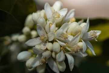 Citrus limon, Zitronenbaum, Blüten, 