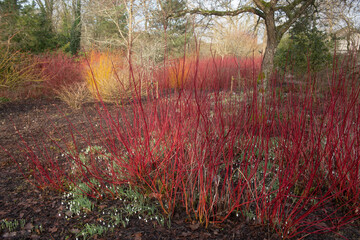 bright red winter stems on a deciduous siberian dogwood shrub (cornus alba 'sibirica') surrounded by