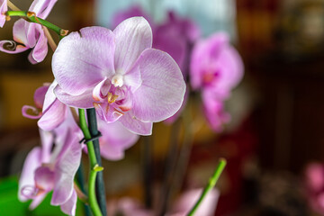 Wall Mural - flower of a pink orchid