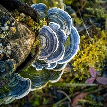 A Beautiful Turkey Tail Mushroom Growing On An Old Tree Stump. Trametes Versicolor In Spring. Natural Scenery Of Northern Europe.