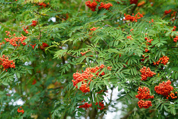 Poster - Low angle shot of wonderful red and wild berries on a green tree