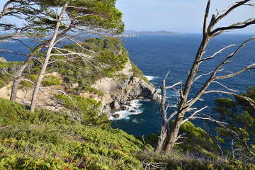 Canvas Print - L'Ile de Porquerolles, vue depuis la Pointe des Salis