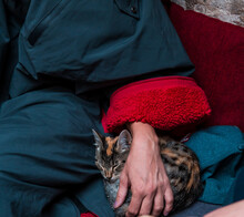 A Woman In A Warm Coat Caught A Small Kitten Who Is Sleeping