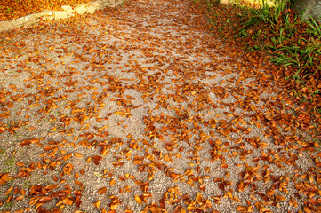 Wall Mural - Autumn leaves on the ground