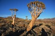 Köcherbäume (aloe dichotoma) im Namib Naukluft Park in Namibia. 