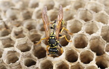 European Wasp On Hive, Nest Polistes Associus, Macro