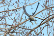 adult peregrine falcon