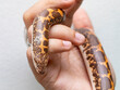 Eryx jayakari, known commonly as the Arabian sand boa or Jayakar's sand boa, is a species of snake in the family Boidae