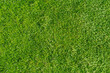 Leinwandbild Motiv Meadow on a sunny day background. Gras overhead shot