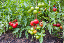 Indeterminate (cordon) Tomato Plants Growing Outside In UK