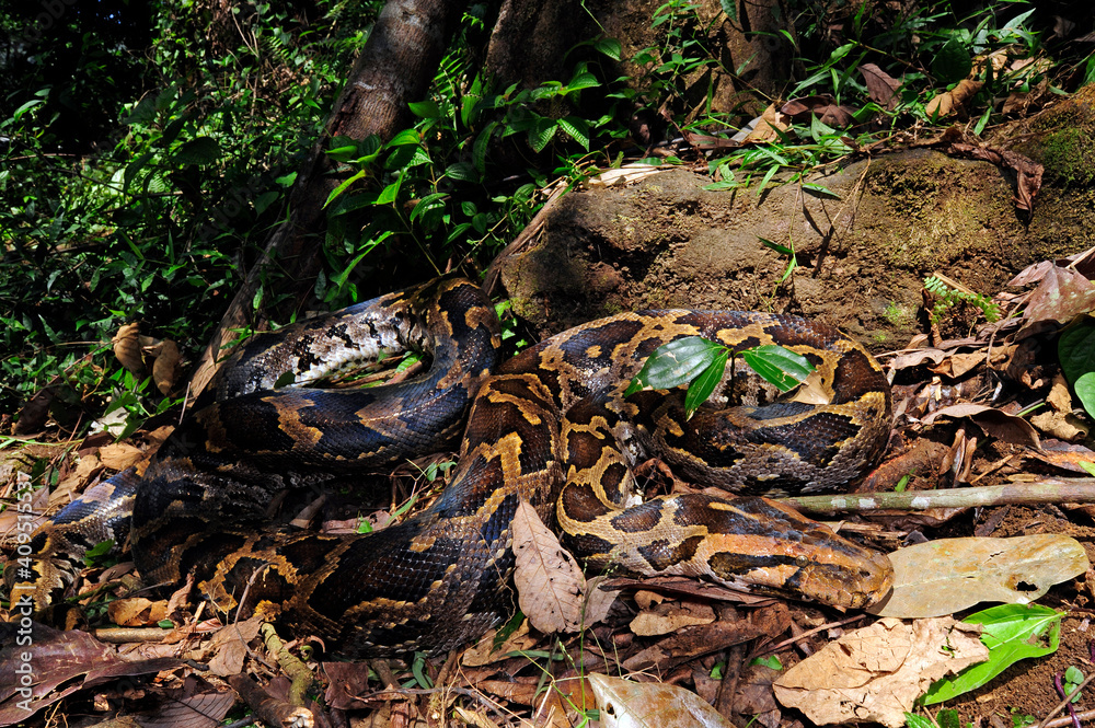 Heller Tigerpython // Sri Lanka Rock Python (Python molurus pimbura ...