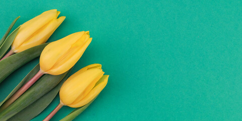 yellow tulips.
Three yellow tulips on the left on a green background with space for text on the right, top view close-up.