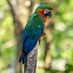  Hybrid macaw. This specimen was a result of the crossbreeding of a Great green macaw (Ara ambigua) and a Scarlet macaw (Ara macao).