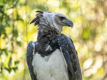 The Harpy Eagle (Harpia Harpyja) With Green Nature Bokeh As Background