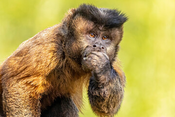 Tufted capuchin monkey (Sapajus apella), AKA macaco-prego into the wild in Brazil.