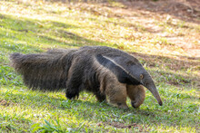 Anteater, Cute Animal From Brazil. Giant Anteater, Myrmecophaga Tridactyla, Animal With Long Tail And Log Muzzle Nose