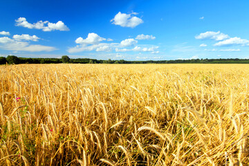 Poster - Green meadow with forest horizon and cloudy sky. Green meadow grass. Sky horizon. Overcast sky. Forest trees. Sunlight. Summer clear day. Beautiful landscape. Travel business. Outdoors.