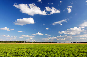 Wall Mural - Green meadow with forest horizon and cloudy sky. Green meadow grass. Sky horizon. Overcast sky. Forest trees. Sunlight. Summer clear day. Beautiful landscape. Travel business. Outdoors.