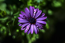 Beautiful Daisy With A Dark Blue Pistil, And Raindrops On Its Purple Petals, In A Garden.
