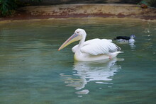 View Of A Great White Pelican Bird In Water