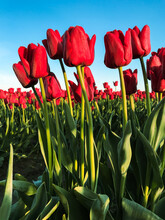 Field Of Red Tulips On A Blue Sky Spring Day In The Skagit Valley Of Washington State