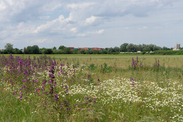 Wall Mural - Wild common mallow blossom marginally on the wildflower meadow with many oxeye daisy flowers