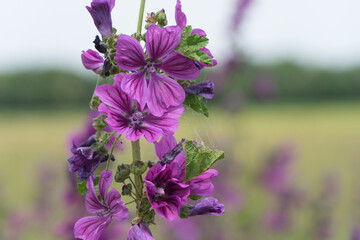 Wall Mural - Close up of a wild common mallow blossom marginally on the grain field