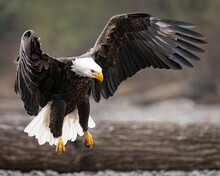 Adult Bald Eagle Landing With Wings Spread Showing Feather Details During The Winter On The Nooksack River Of Western Washington State