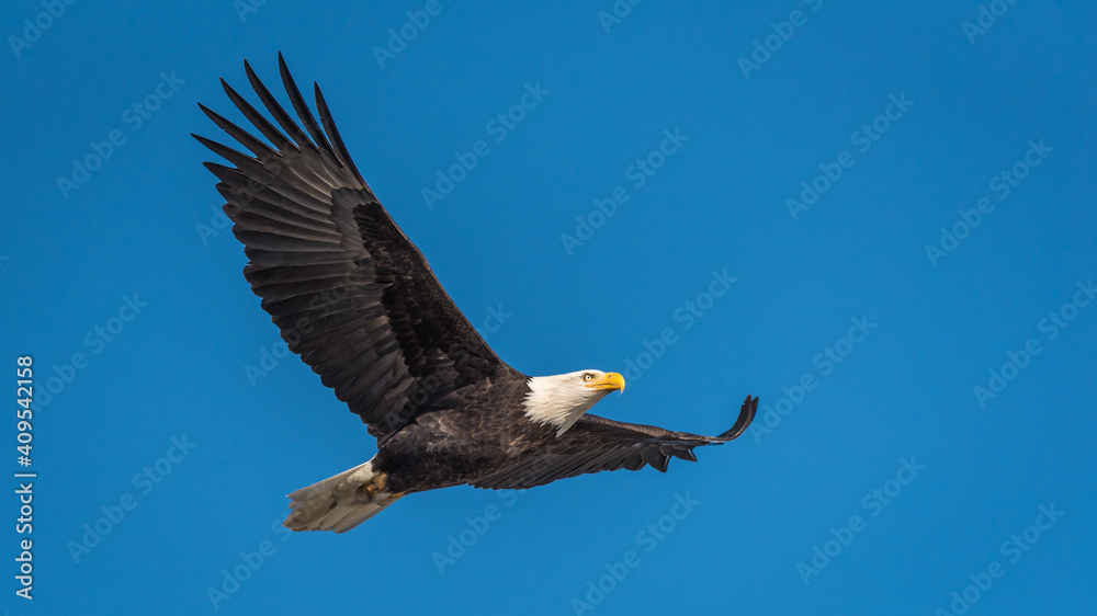 Bald eagle flying against a clear blue sky with wings fully extended ...
